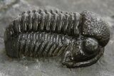 Detailed Proetid (Gerastos) Trilobite Fossil - Morocco #325836-2